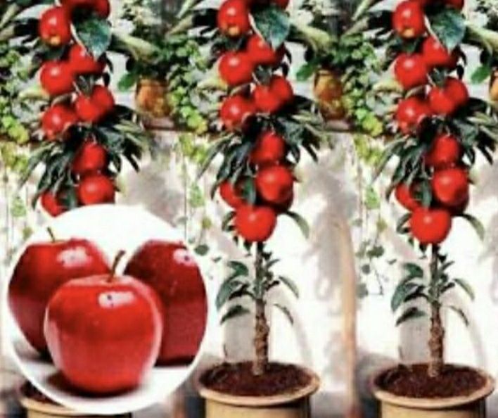 Mar red love roșu pomi