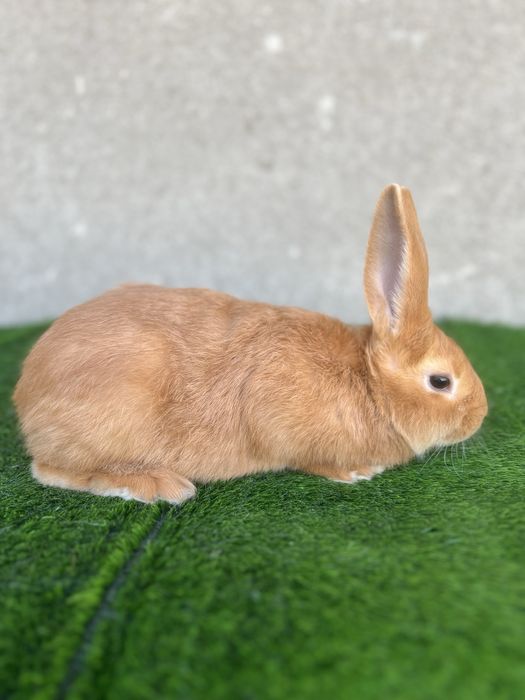 Бургунд самецлар 3,5 ойлик