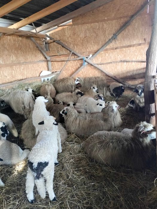 Oi cu miei de vânzare