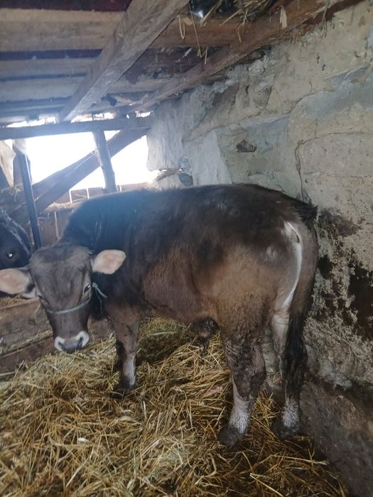 Vand doi vitei si o vitea