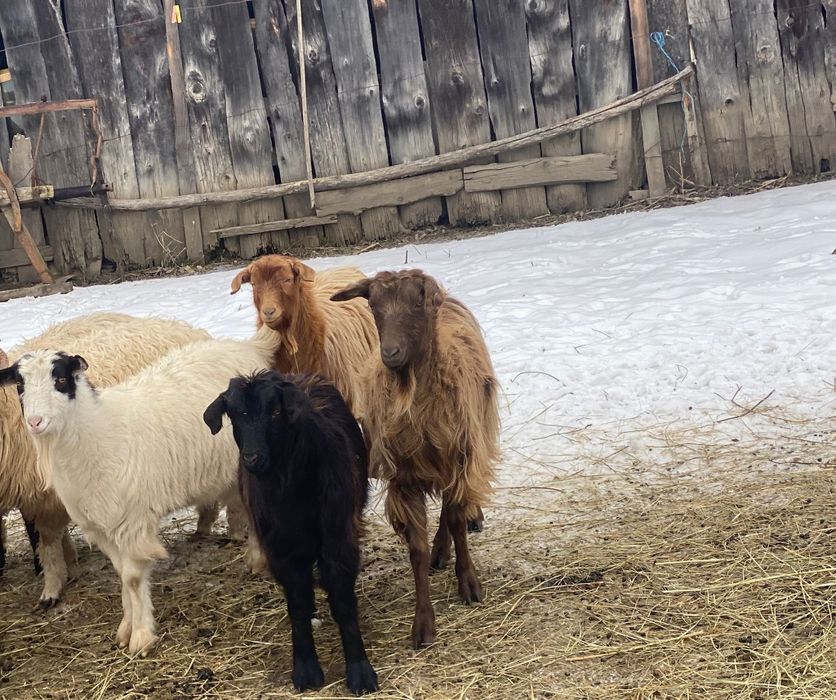 De vânzare doi berbeci și 5 capre