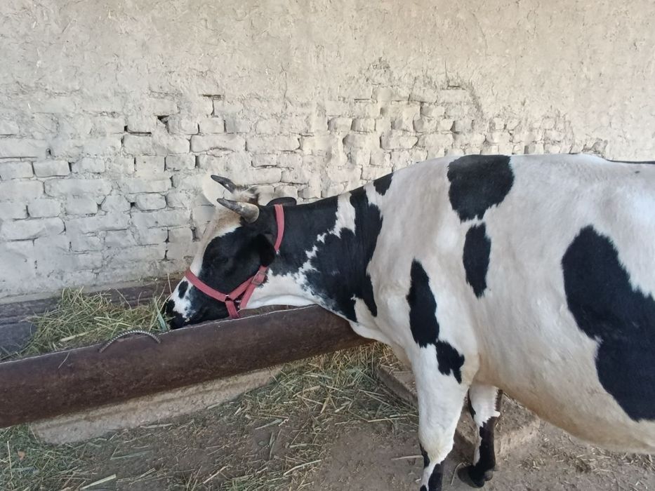 Rassiyski zotli sigir sotiladi narxi 37mln yana krelishamiz