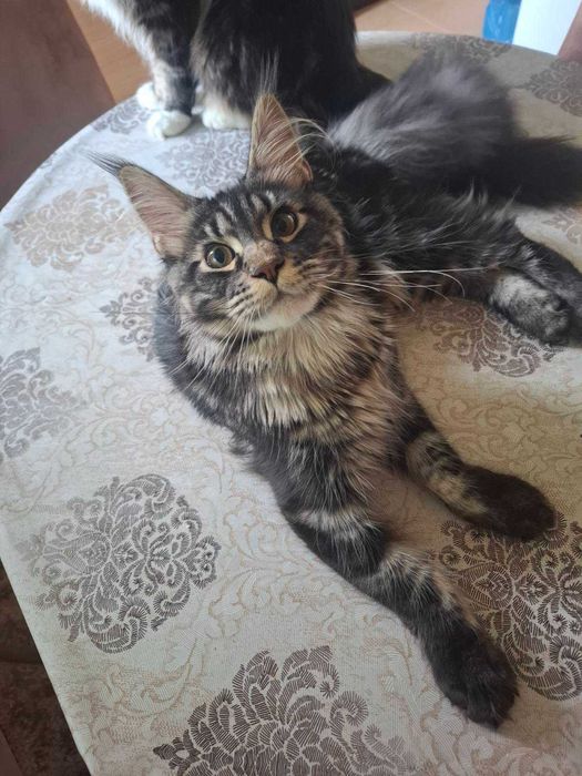 Maine Coon (Мейн кун)