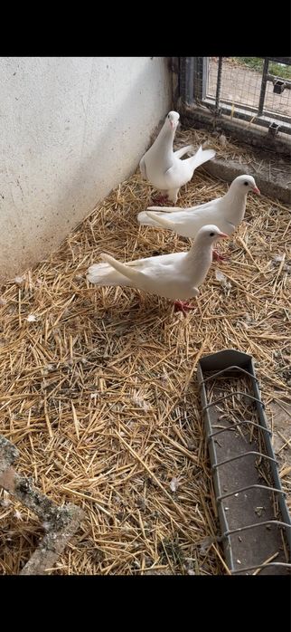 Голуби. Иранские белые