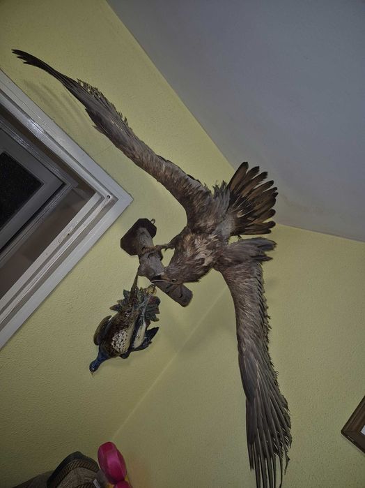 Vultur inpaiat, taxidermie