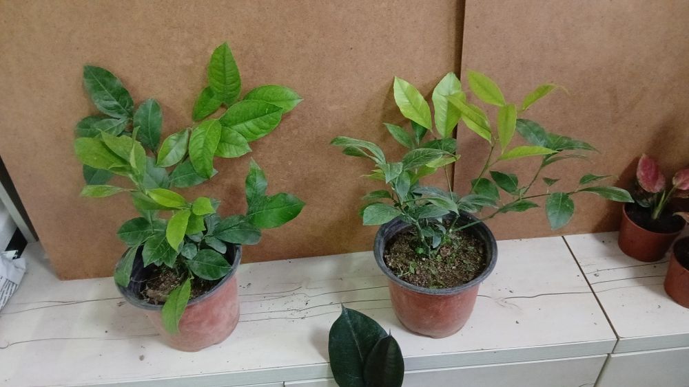 Лимон сорт ташкентский плодоносящий