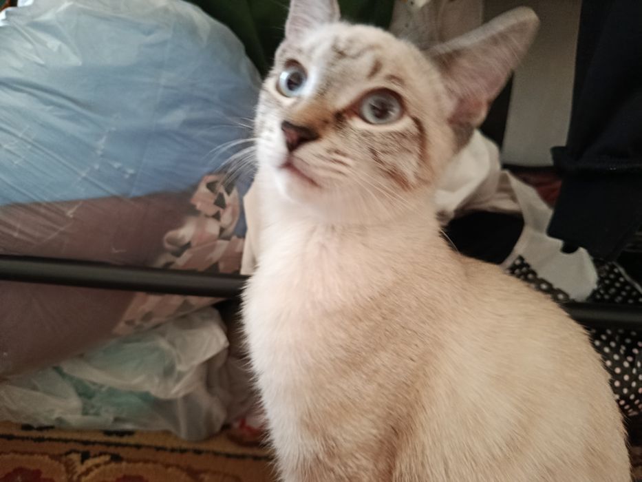 Котенок ищет дом