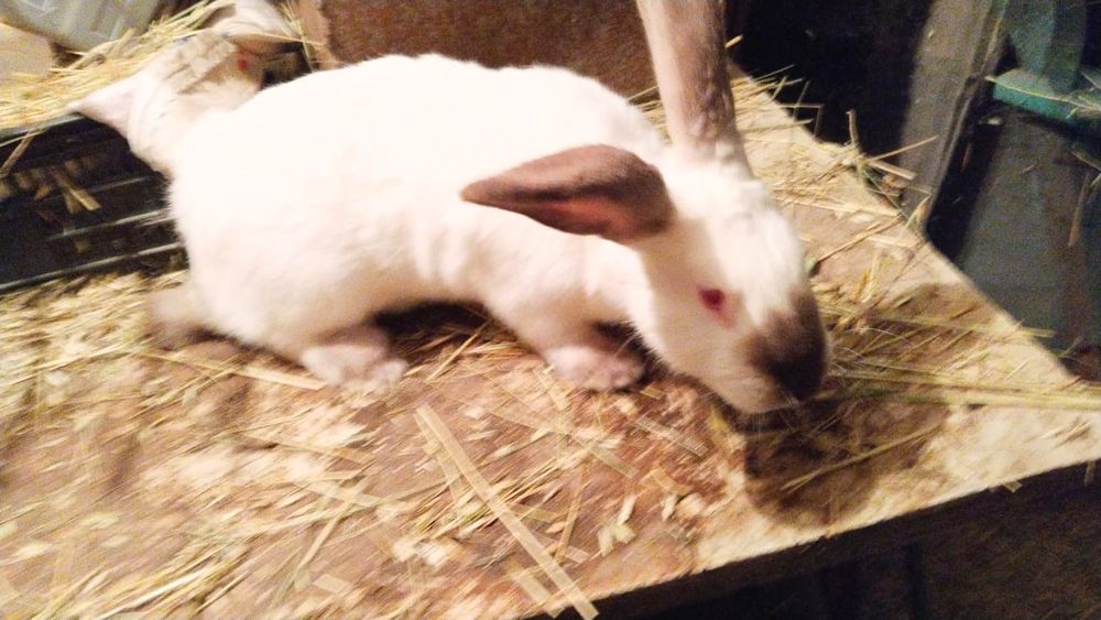 Сатылады ұрғашы и еркегіде бар