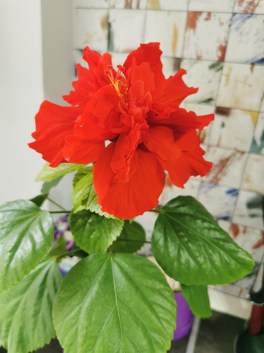 Vând pui de trandafir japonez cu floare rosie dubla