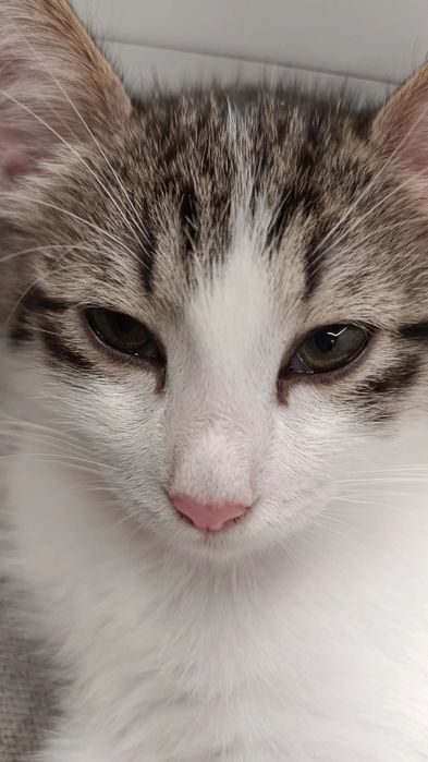 Котенок девочка.