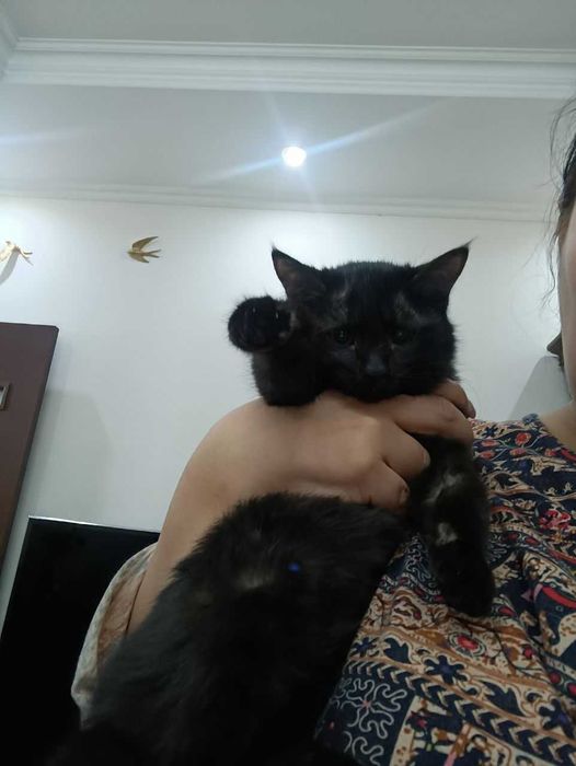 Черныш, девочка, стерилизованная