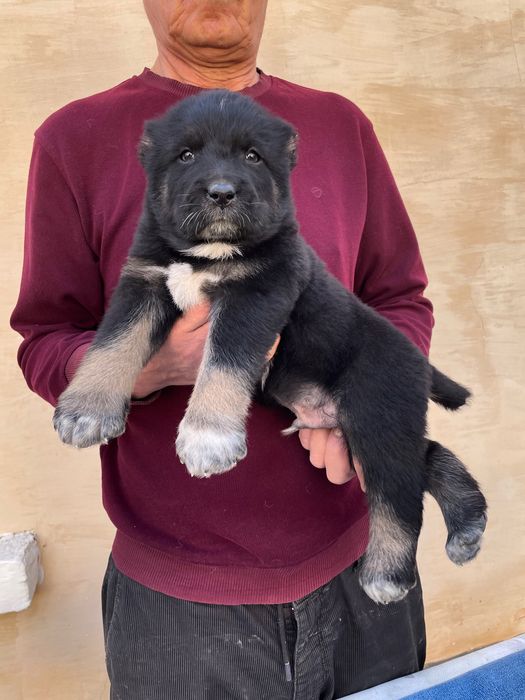 Щенок Алабая ( чистокровный )