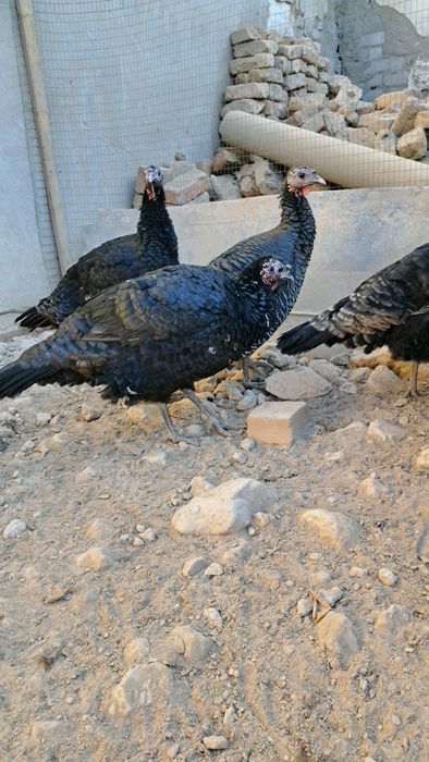 Bu yilgi toza indukla  aprelda  chiqqan 8 oyliq