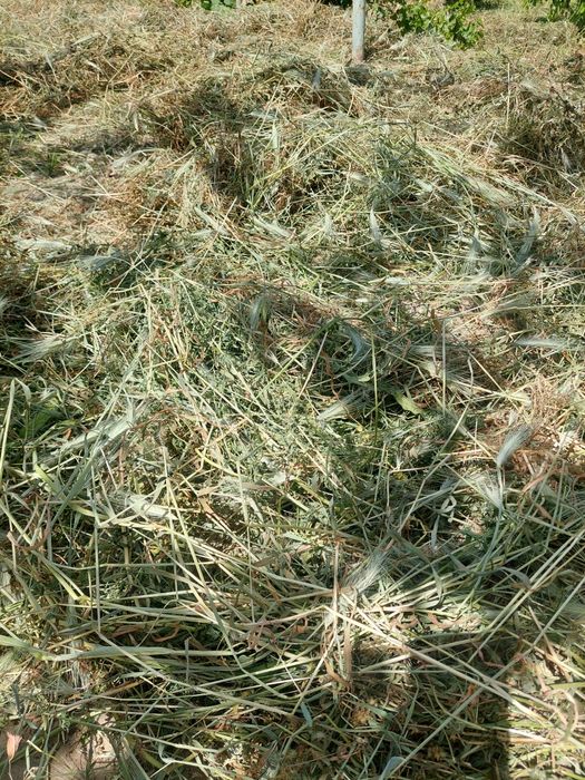 Курутилган ут бор