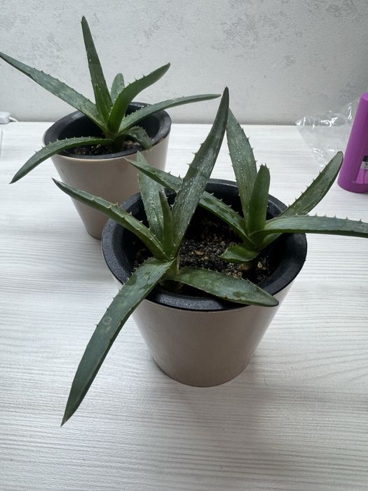 Продам ростения алоэ вера