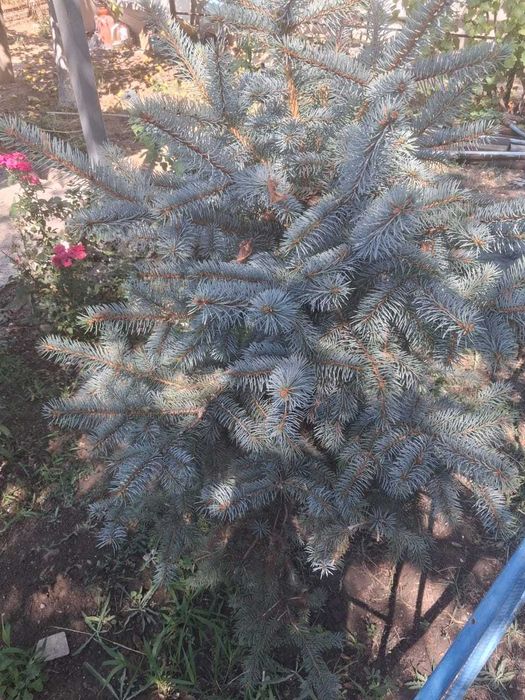 Ель голубая Глаука