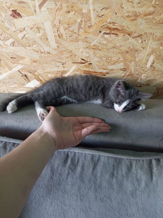 Котёнок ищет дом
