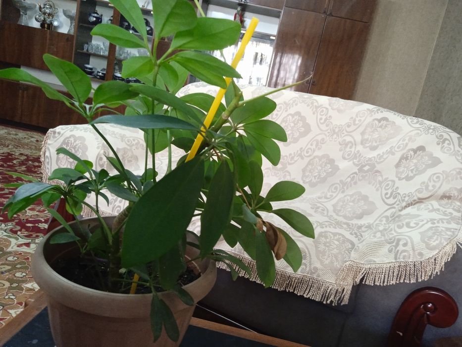 Продам цветок срочно