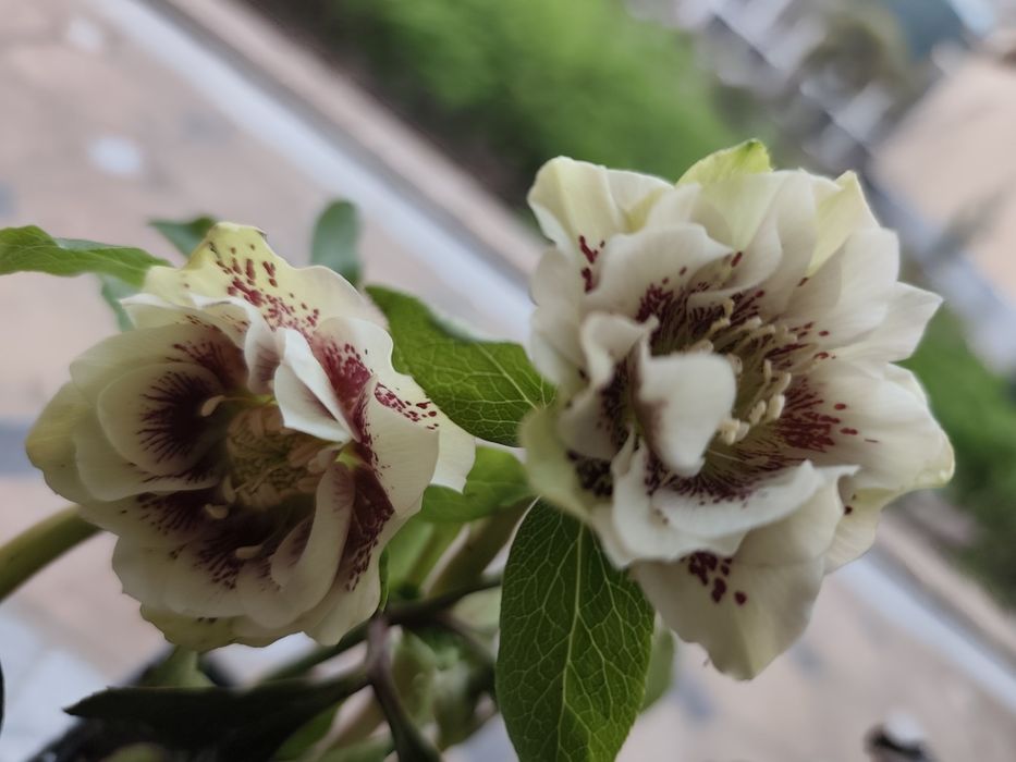 Персиковый махровый морозник