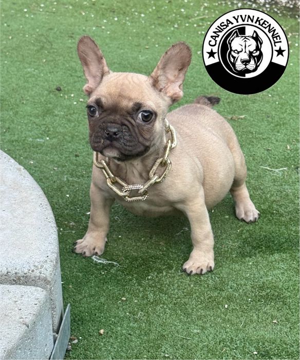 Femela buldog francez cu pedegree