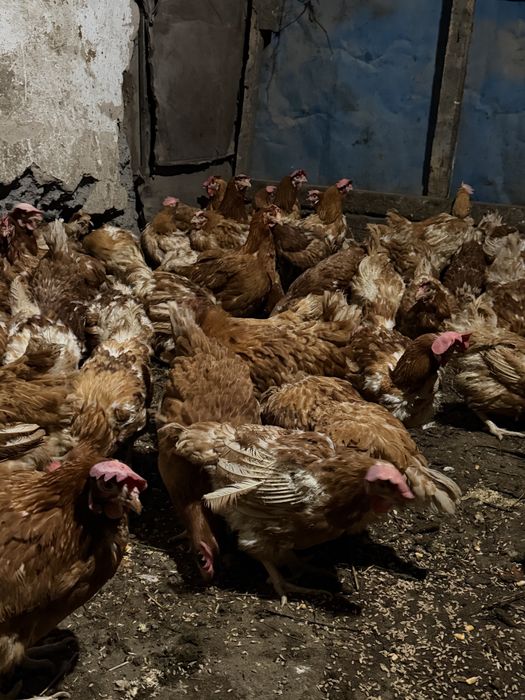 Ломан браун несушки