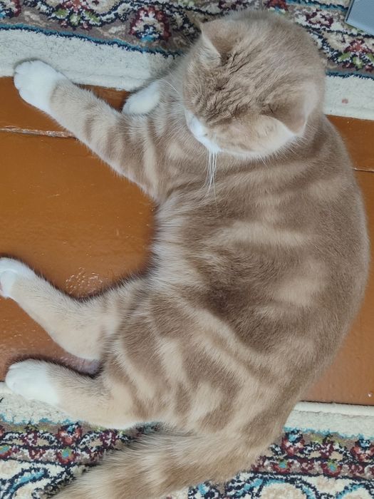 Scottish fold sotiladi