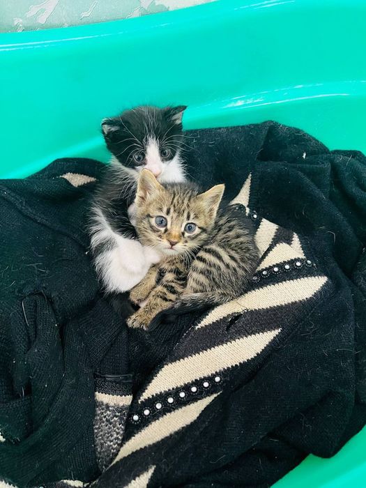 Отдам котят в хорошие руки.