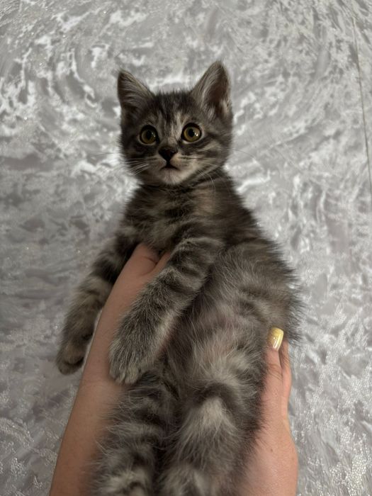 Добрые милые котята