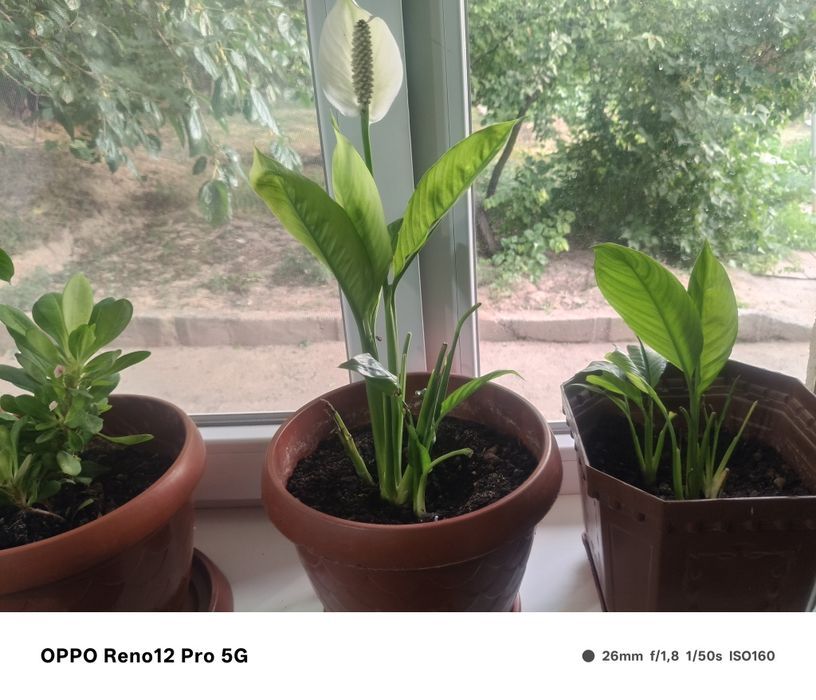 Цветы10штук с гарантиец