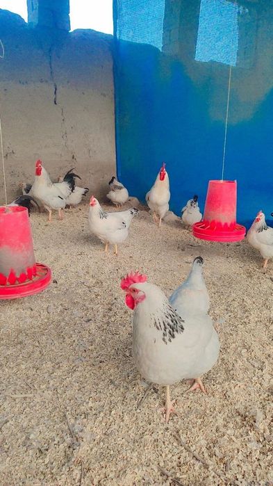 Адлер серебристый линия киргиз йилига 300 тагача тухум килади