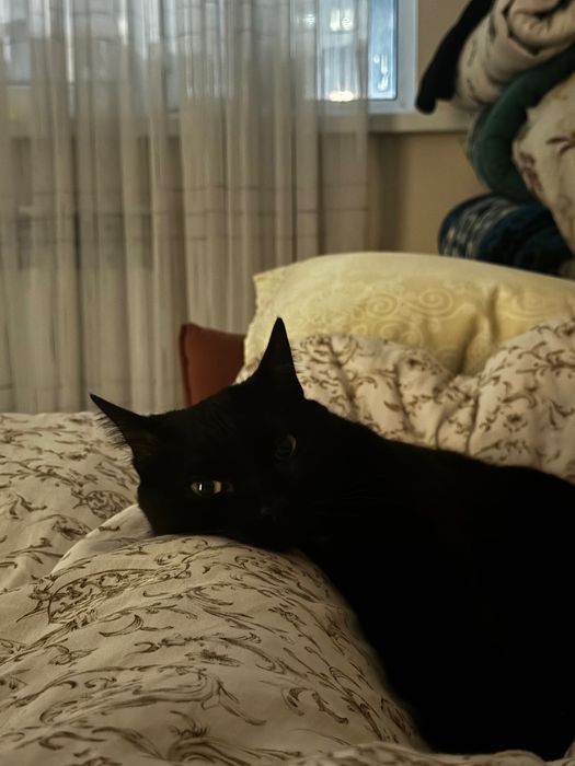 Передержка кошек.