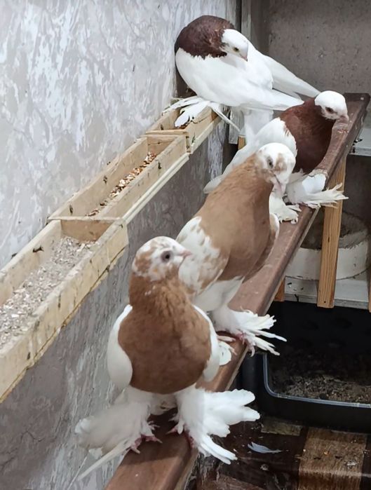 Kabutarla sotiladi QopQon zotla