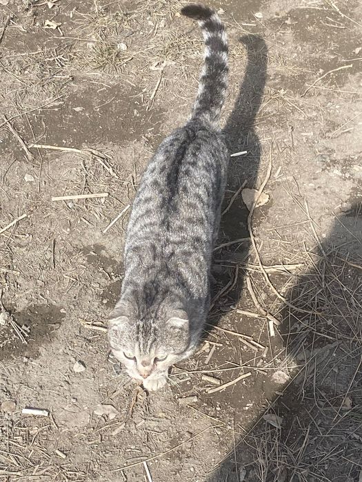 Кошка шотландский