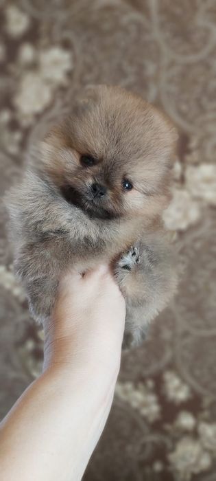 Щпицы щенки девочки и мальчики