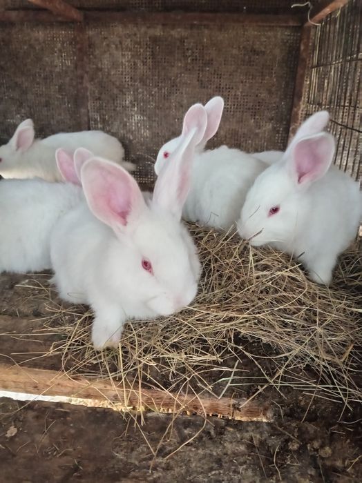 крольчата породы панон