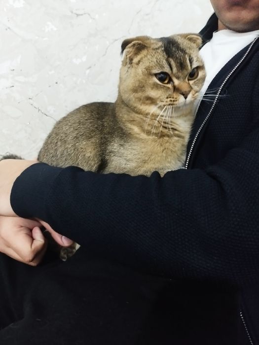 Scottish chinchila 8 ойли соглом насил олишга яхши