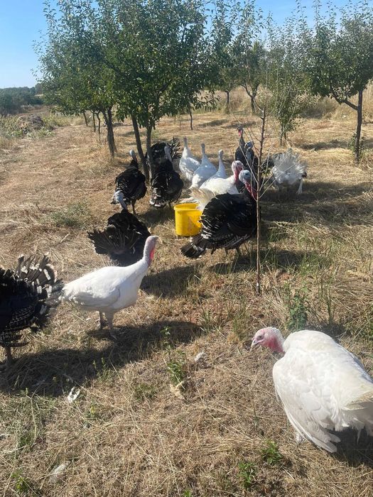 Curcani de țară crescuți natural – 100% BIO