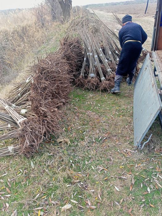Павловния оригинал сорт Шанг тонг в большом асортимнте