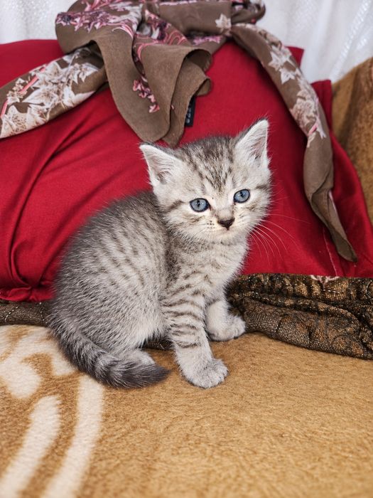 Котята шотландские