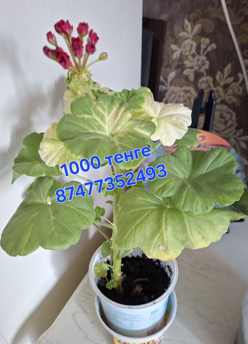 Продам герань цвета фуксия
