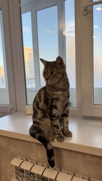 Котята бесплатно кот КАСТРИРОВАН