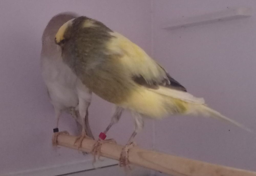 Продам  канареек породы Йоркшир