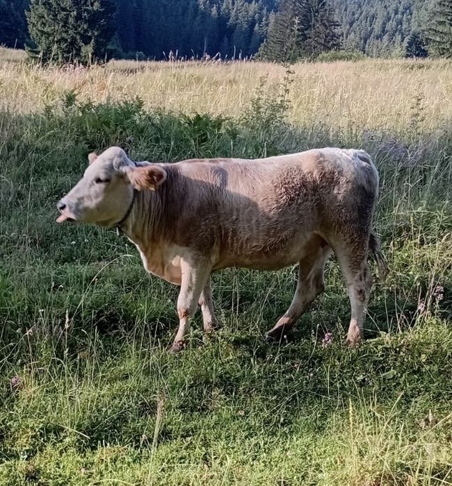 Juninca de vanzare