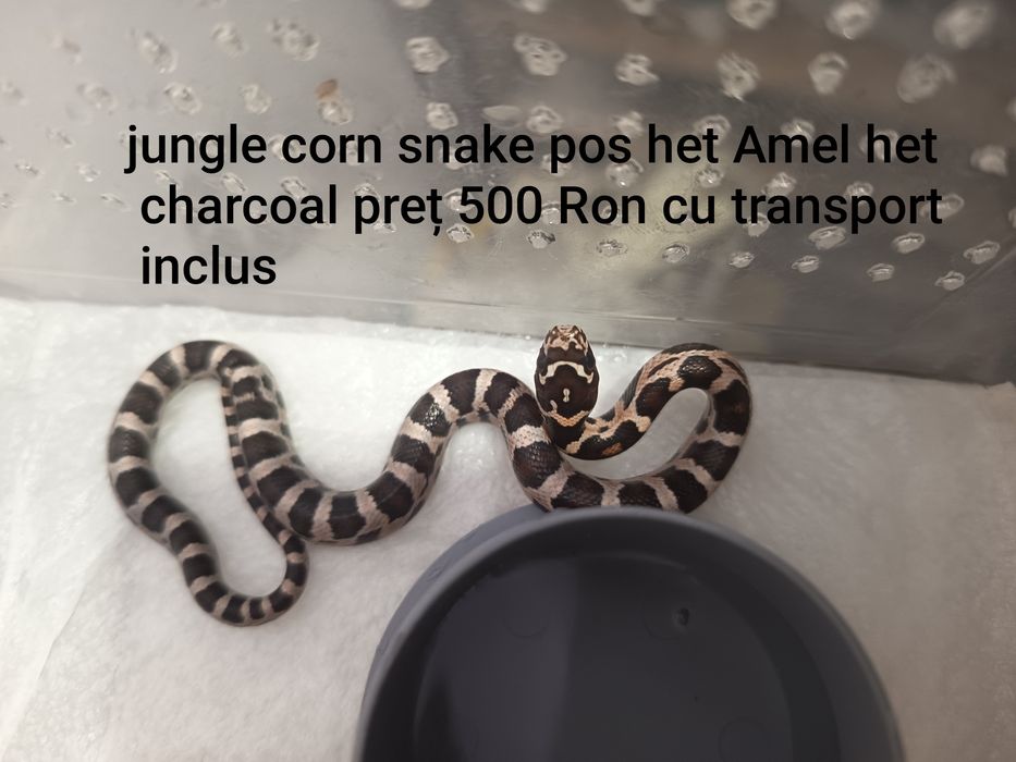 Vând pui corn snake