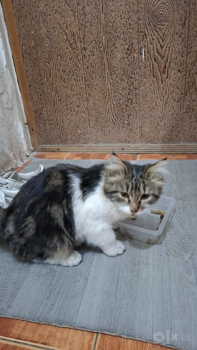Кошка девочка ласковая