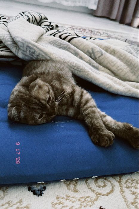 Шотландская вислоухая кошка