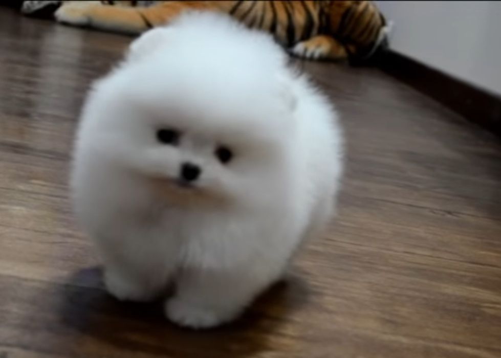 Шпицы щенки померашки,миники,мишки