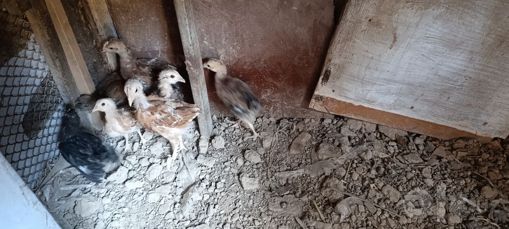 Жужалар рангли Хар хил