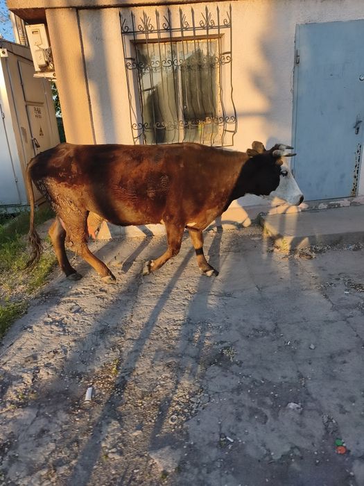 Продам корову и теленка