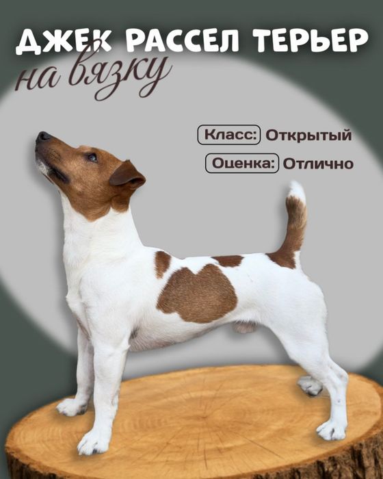 Джек Рассел Терьер на вязку